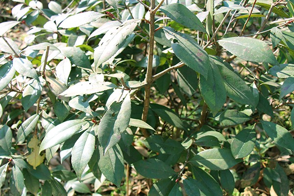 銅陵泓景園林綠化工程.jpg 銅陵泓景園林綠化工程.jpg