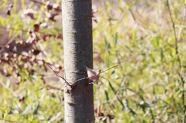 銅陵泓景園林.jpg 銅陵泓景園林.jpg